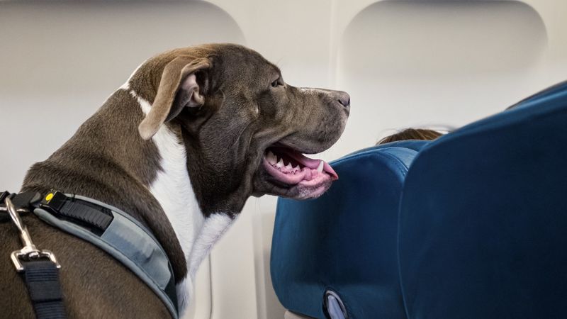 خرید بلیط هواپیما برای حیوانات خانگی