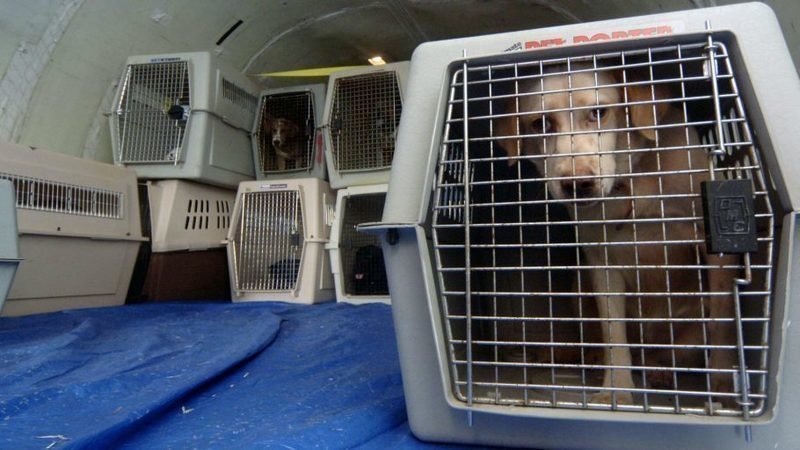 ارسال حیوانات خانگی از طریق هواپیما